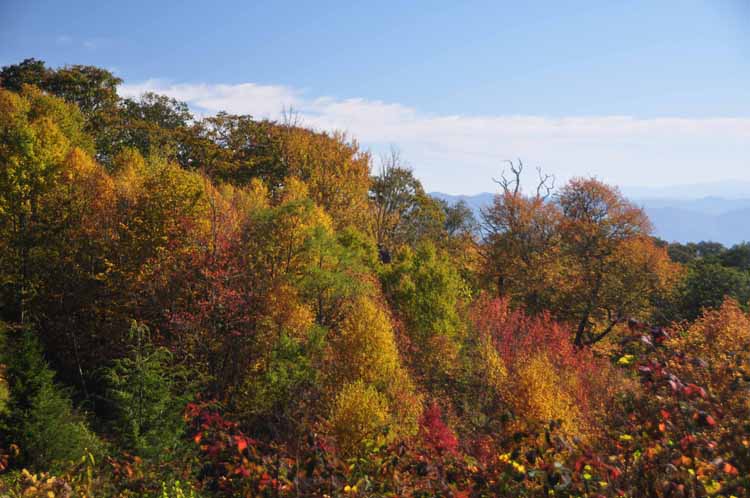 autumn trees